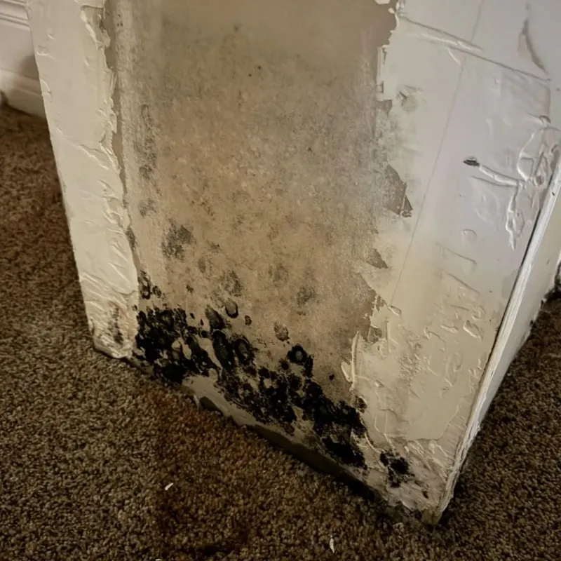 Professional Mold Removal in Tarkio, MO
